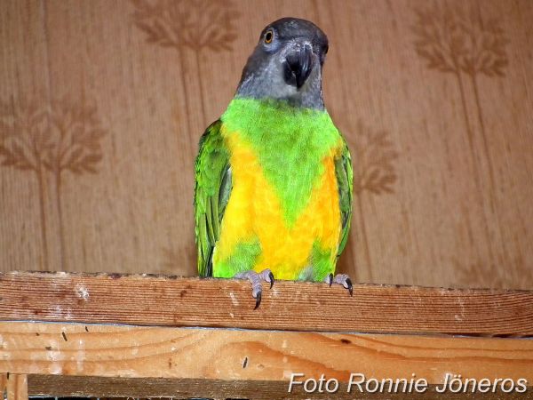 Morhuvad papegoja (Poicephalus senegalus)